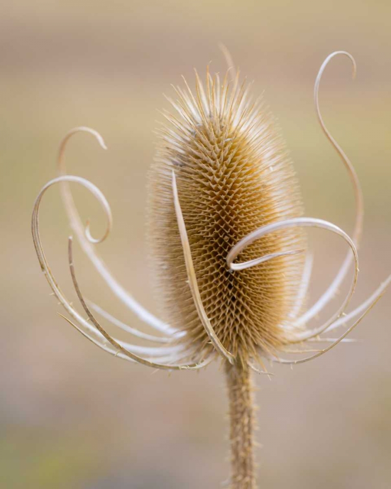 Oregon, Malheur NWR Dried teasel plant